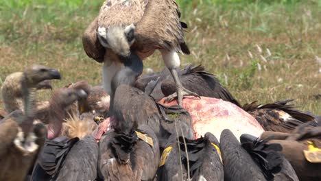 a bunch of vultures attacking and fighting over a carcass of a dead cow