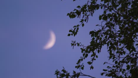 Centrarse-En-El-Aleteo-De-Las-Ramas-De-Los-árboles-En-El-Viento,-La-Luna-Creciente-Borrosa-En-El-Cielo