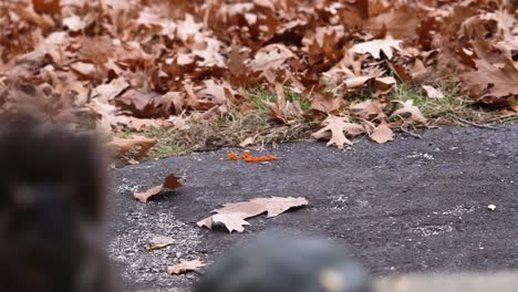 Ein-Eichhörnchen-In-Der-Nähe-Im-Rahmen-Sitzt-An-Einem-Späten-Herbsttag-Unscharf