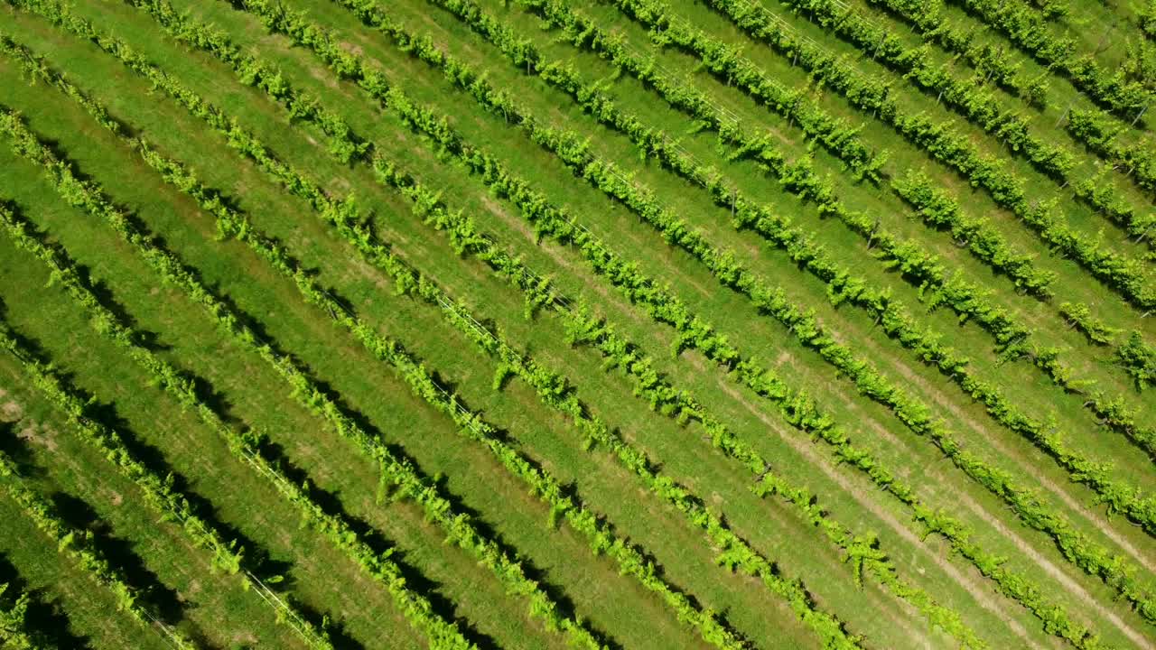 una vista aérea de un viñedo