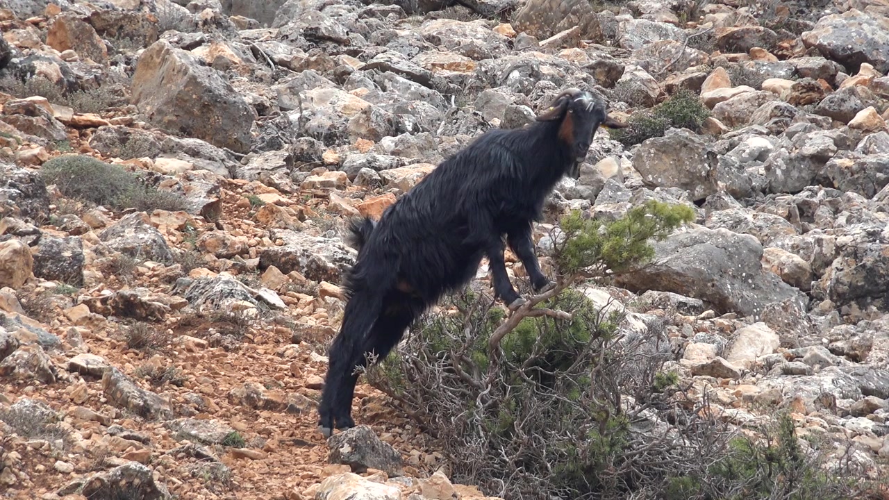 Capra nera che pascola su un pendio roccioso