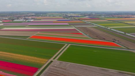 aerial tour over colorful tulip fields in lisse, netherlands