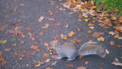 ardilla asustada de que la gente camine por el parque durante la temporada de otoño