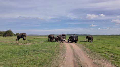safari jeep encountering a herd of elephants in sri lanka national park