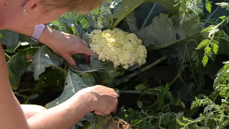 female gardener harvesting a fresh healthy cauliflower head with large florets from raised vegetable bed