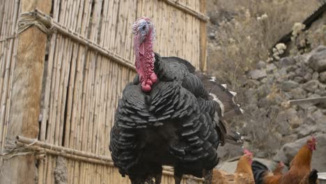 turkey cries out into the camera.