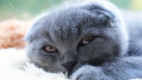 sleepy scottish fold kitten