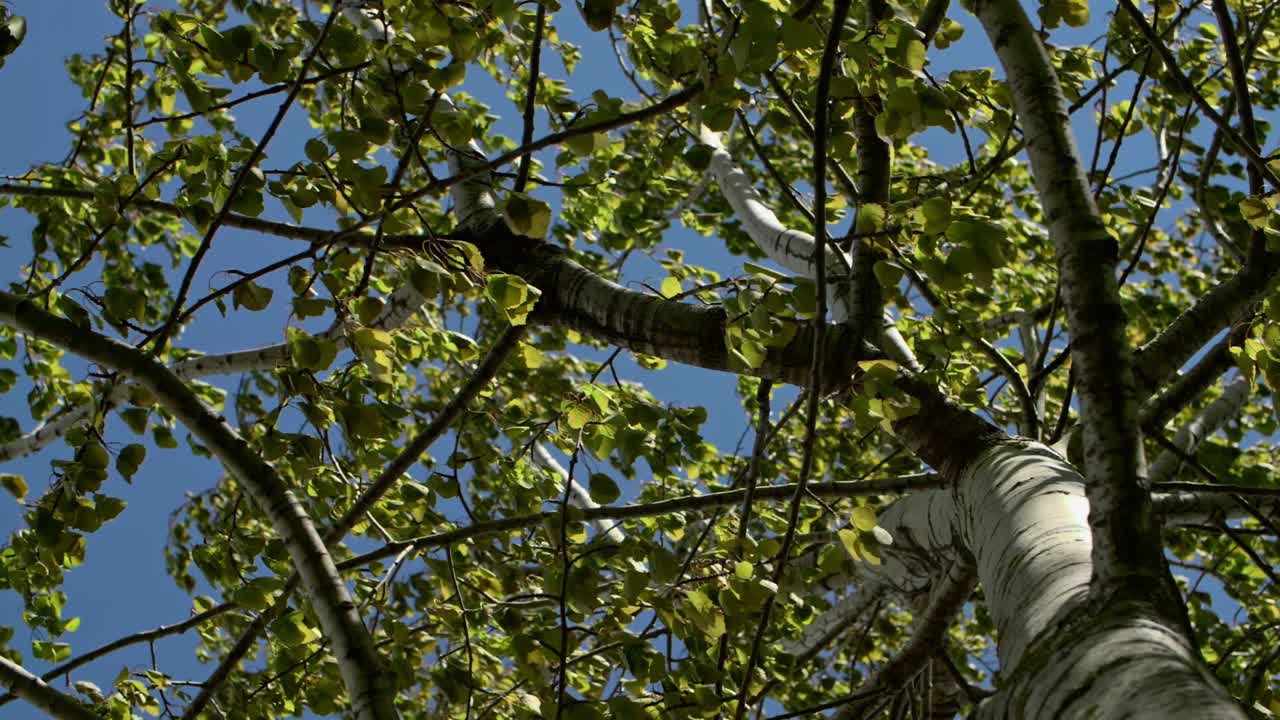 파란색 배경의 바람에 자작나무 덤불