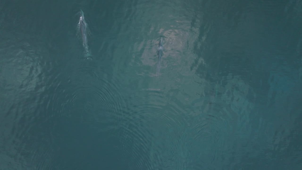 par de dos hermosas ballenas de aleta en el océano pacífico, vista aérea con espacio de copia