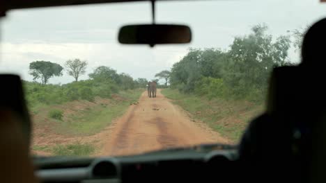 person's pov inside safari jeep in masai mara national park, kenya