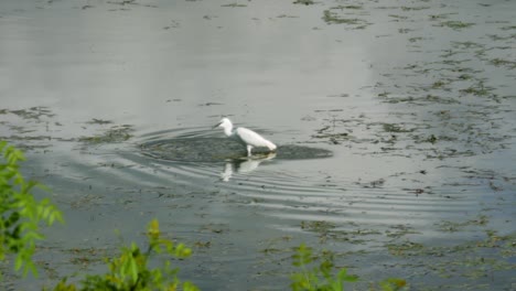 A-snowy-egret-eating-on-a-blue-swamp