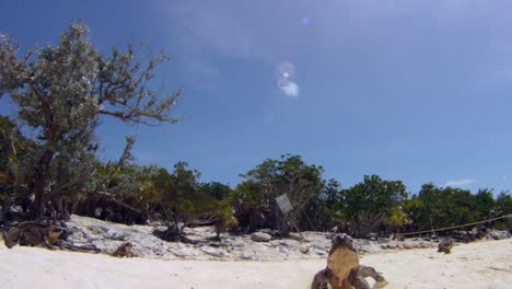 Iguana-races-to-camera