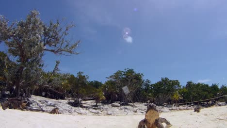 iguana corre hacia la cámara