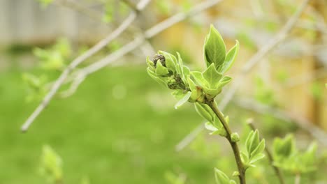 Lilac-Tree-Blooming-in-Spring-time-with-grass-background