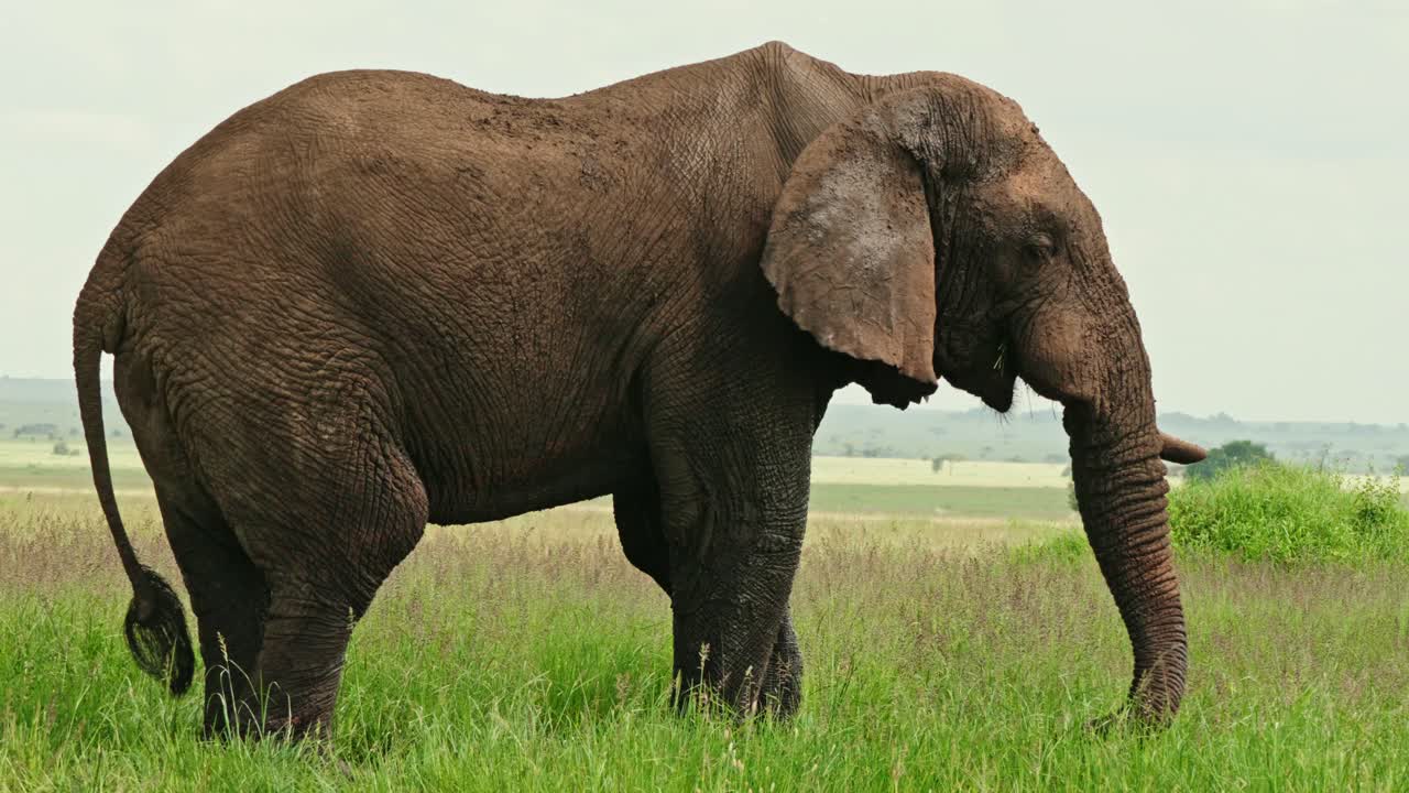 Close up of large bull elephant eating grass in Kenya