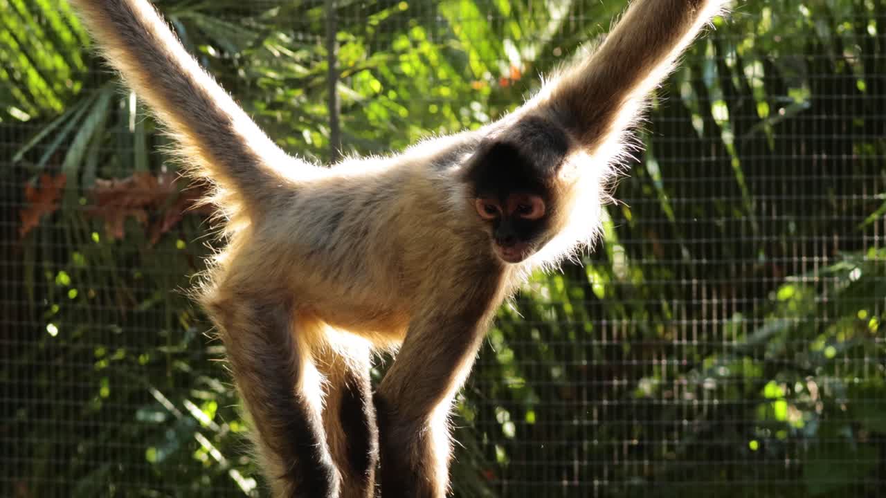 mono araña moviéndose en un recinto exuberante
