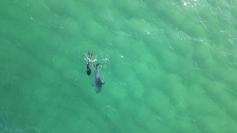 mother and baby dolphin break through the ocean surface while hunting for food