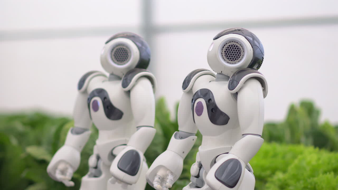 Two humanoid robots standing near rows of lettuce in a greenhouse farm