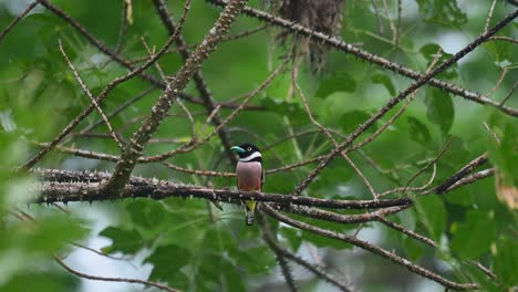 Sitzt-Auf-Einem-Dornigen-Ast,-Sieht-Sich-Um,-Hüpft-Dann-Herum-Und-Fliegt-In-Sein-Nest,-Schwarz-gelber-Breitschnabel-Eurylaimus-Ochromalus,-Kaeng-krachan-nationalpark,-Thailand