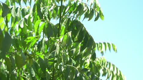 hojas verdes bailando con el viento