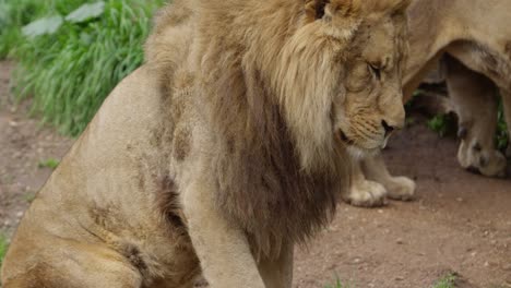 king of the jungle lays down for sleep slow motion