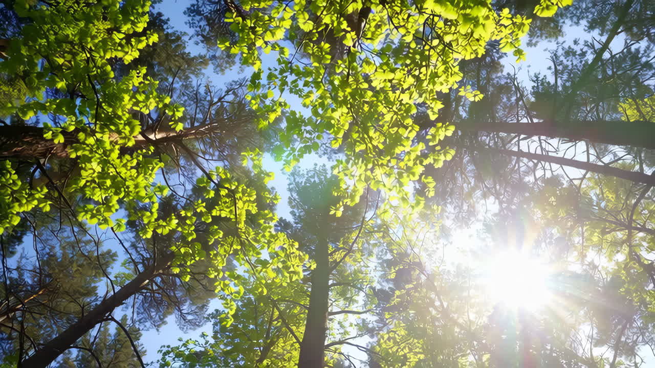 Sunlight streaming through lush green forest canopy