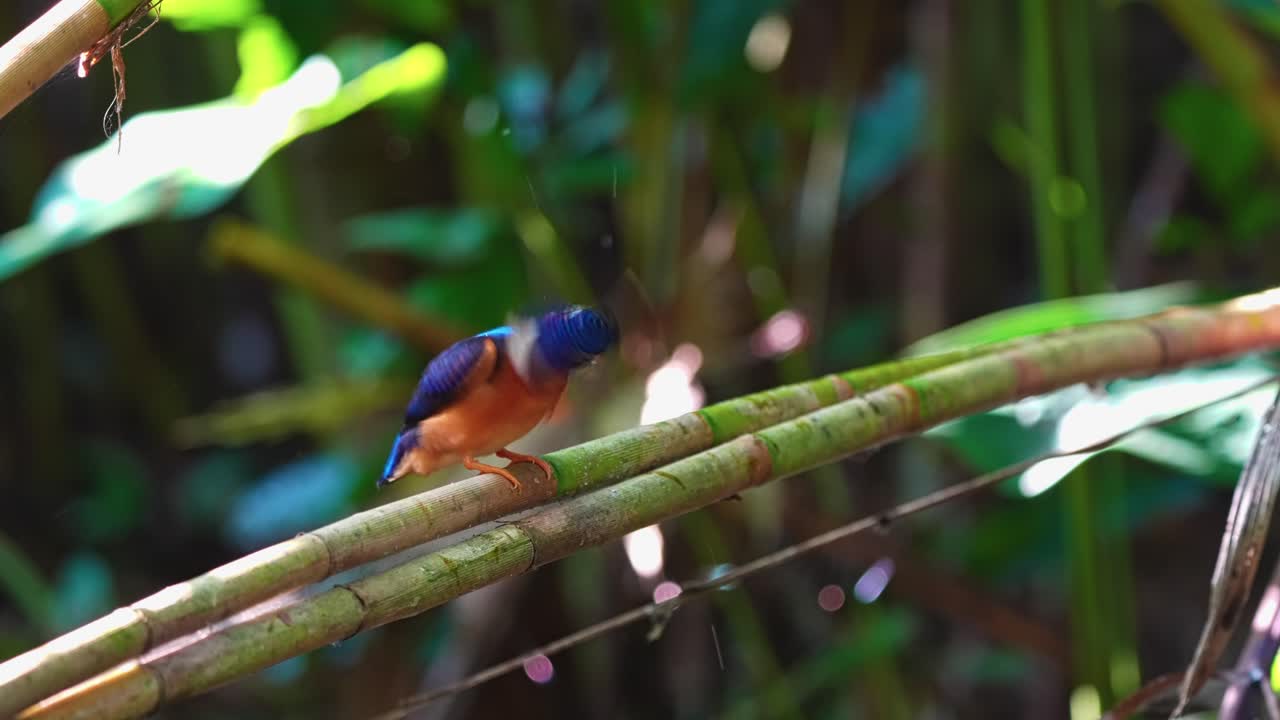 숲 에서 가지 에 앉아 있는 파란 귀 킹피셔 - 근접