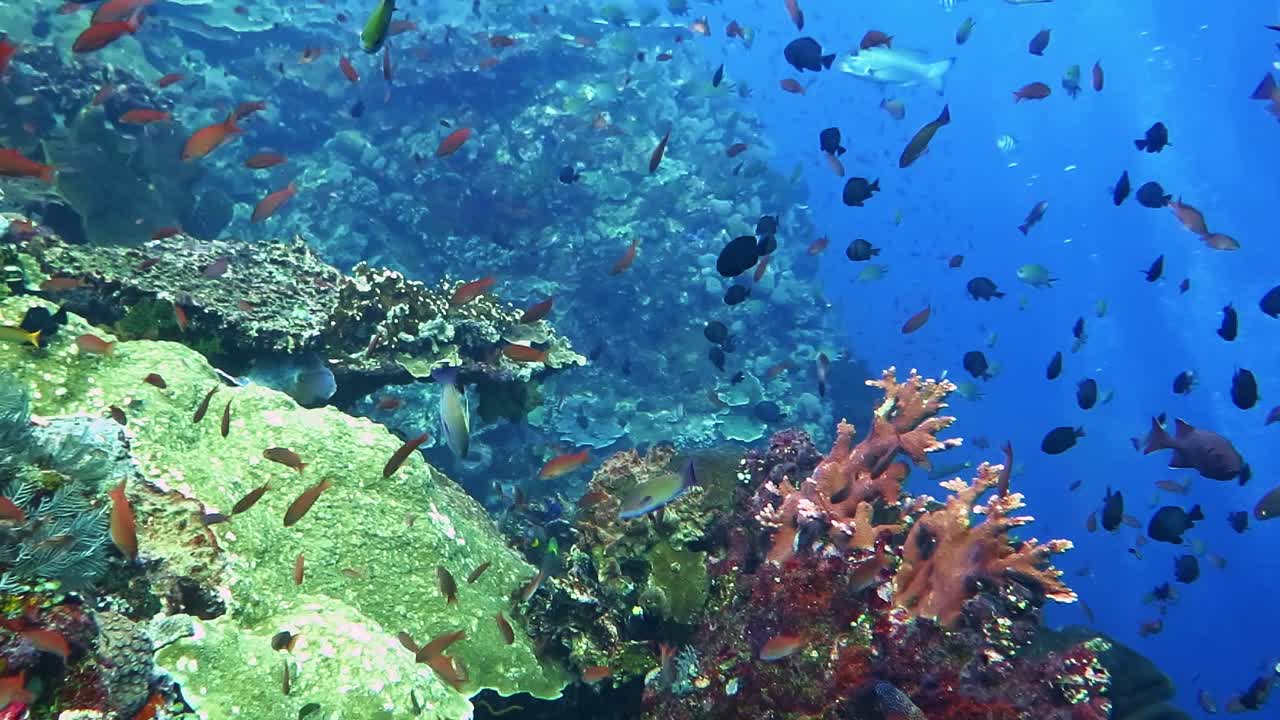Abundant and colorful marine life at a healthy coral reef system
