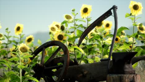 Antiguo-Campo-De-Guadaña-Y-Girasol-De-Estilo-Vintage