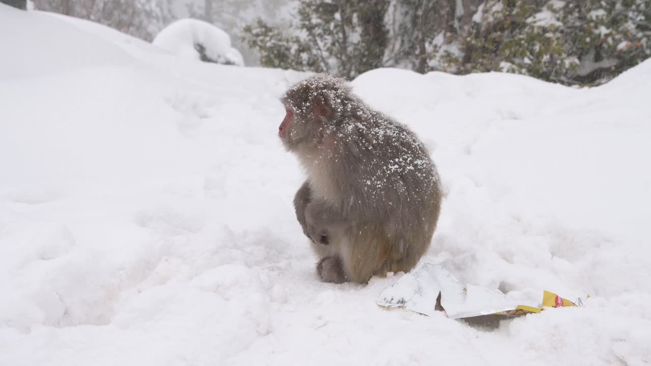 mono macaco rhesus un mono salvaje en la nieve caída