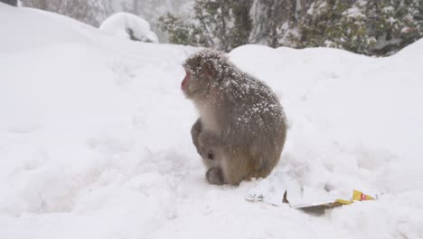 Rhesus-Makaken-Affe-Ein-Wilder-Monkeyin-Schneefall