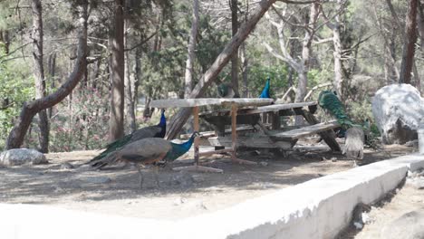 Wild-peacock-family-looking-for-food-on-a-park-bench-at-Plaka-Forest-on-Kos-in-Greece-in-summertime