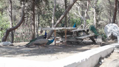 familia de pavos salvajes buscando comida en un banco del parque en el bosque de plaka en kos en grecia en verano