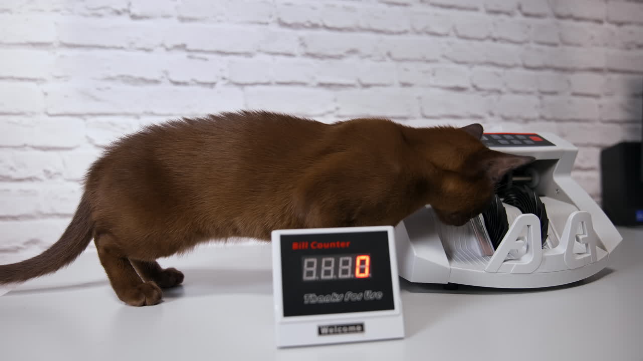 Counting machine for USD dollar paper banknote. Banknote counter.