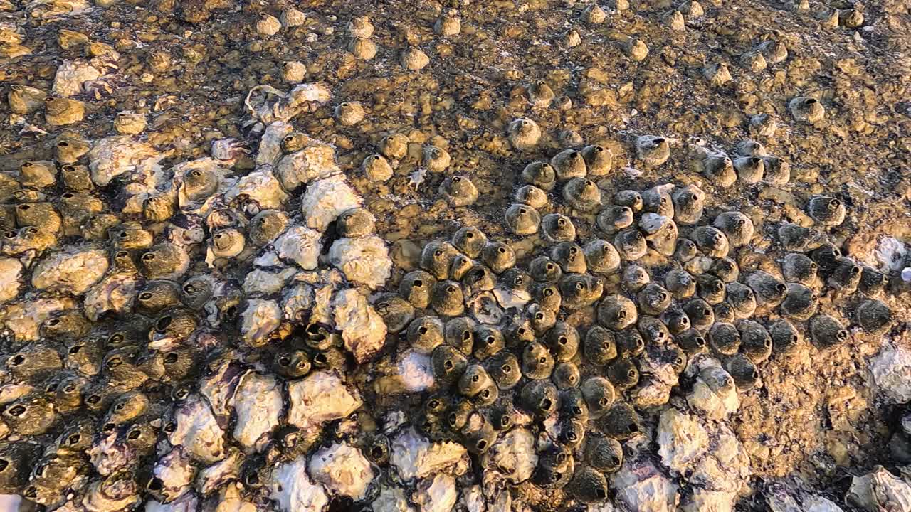 Seashells and other sea creatures on a rocky shore