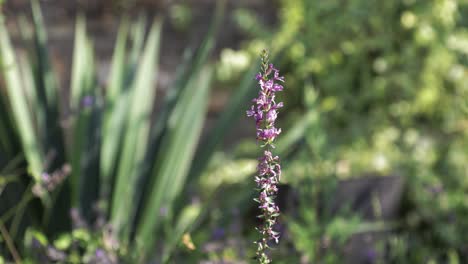 In-a-garden,-a-single-violet-flower-captivates-with-its-vibrant-hues—nature's-delicate-charm-in-full-bloom