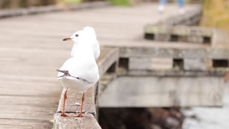 two seagulls standing on a wooden pier