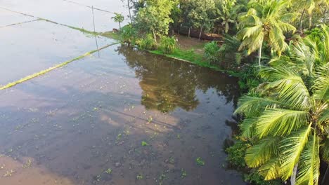 a farm in asia, view from the top of a coconut tree, field has been plowed and watered for cultivation , high angle shot , aerial shoot, rice fields in asia