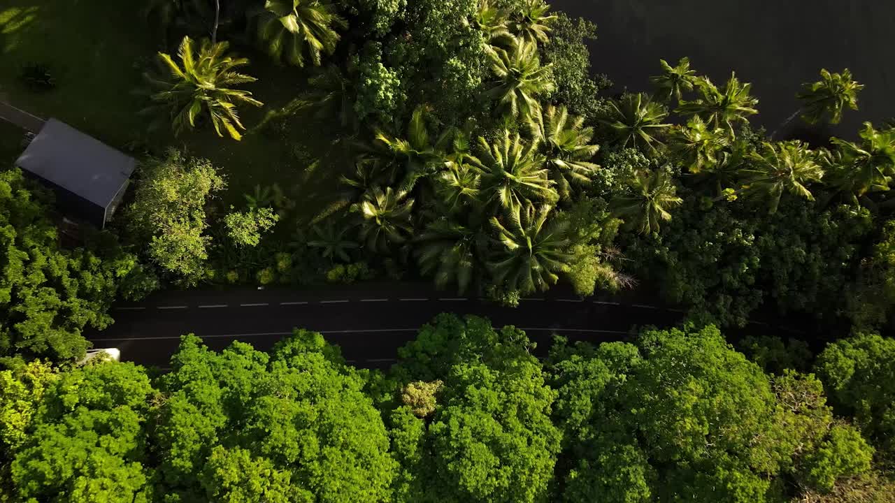 un pedazo de carretera que atraviesa entre las copas de las palmeras y otras copas de árboles verdes como se ve desde arriba, mientras los scooters y los coches pasan por una carretera de isla tropical en la polinesia francesa