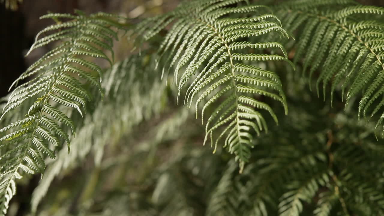 cerca de las hojas de un árbol de helecho, con hermosos tonos de color verde
