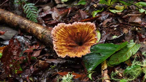 fan trumpet beige musroom fungi grows on a log in the ground in australia