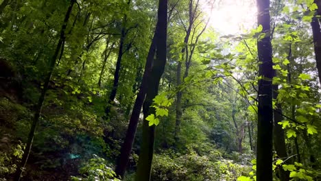 Eine-Filmsequenz-Aus-Einem-Dichten-Wald-Mit-Grünen-Bäumen-An-Einem-Sonnigen-Tag