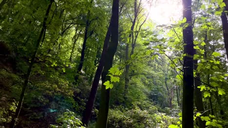 una película de ángulo bajo de un denso bosque con árboles verdes en un día soleado