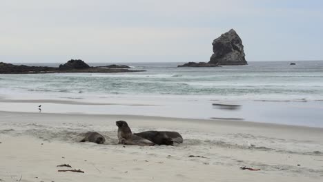 seals are playing together on the beach