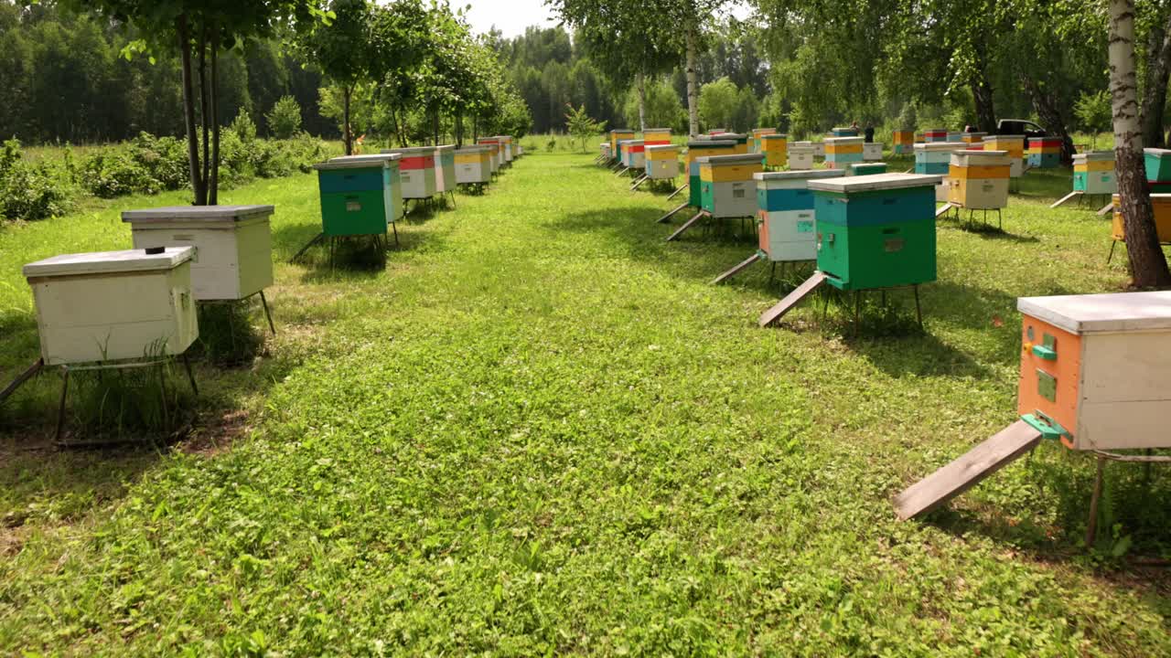 Colorful Beehives in an Apiary