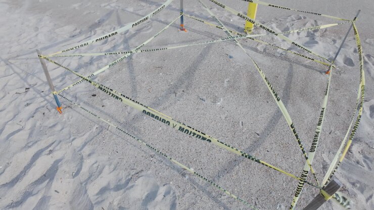 Downward shot of a sea turtle nest, roped off to protect the eggs