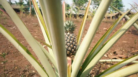 slowmotion of a nice pineapple plant in thailand during sunny weather