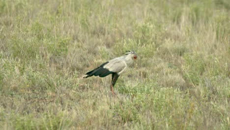 secretario pájaro sobre la hierba en el parque nacional de tsavo west en kenia