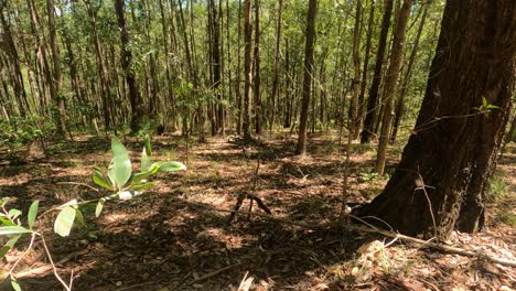 Australian-conservation-area-with-small-plant-moving-in-the-foreground