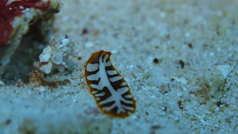 Colorful-flatworm-crawling-on-the-ocean-floor